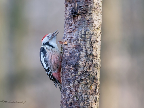 Dzięcioł średni (ang. Middle Spotted Woodpecker, łac. Dendrocopos medius) - 3737 - Fotografia Przyrodnicza - WlodekSmardz.pl