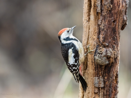 Dzięcioł średni (ang. Middle Spotted Woodpecker, łac. Dendrocopos medius) - 37466 - Fotografia Przyrodnicza - WlodekSmardz.pl