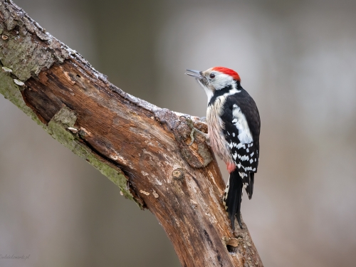 Dzięcioł średni (ang. Middle Spotted Woodpecker, łac. Dendrocopos medius) - 8536 - Fotografia Przyrodnicza - WlodekSmardz.pl