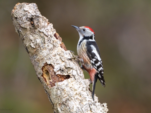 Dzięcioł średni (ang. Middle Spotted Woodpecker, łac. Dendrocopos medius) - 2980 - Fotografia Przyrodnicza - WlodekSmardz.pl