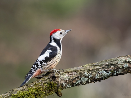 Dzięcioł średni (ang. Middle Spotted Woodpecker, łac. Dendrocopos medius) - 5218 - Fotografia Przyrodnicza - WlodekSmardz.pl
