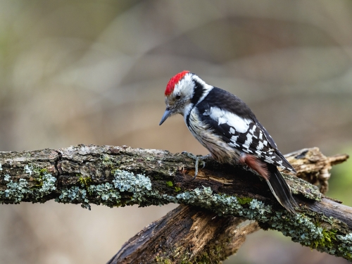 Dzięcioł średni (ang. Middle Spotted Woodpecker, łac. Dendrocopos medius) - 5753 - Fotografia Przyrodnicza - WlodekSmardz.pl