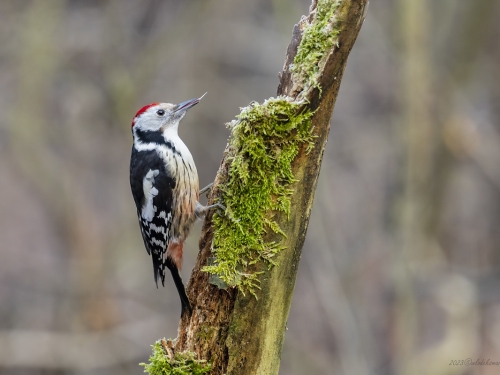 Dzięcioł średni (ang. Middle Spotted Woodpecker, łac. Dendrocopos medius) - 6220 - Fotografia Przyrodnicza - WlodekSmardz.pl