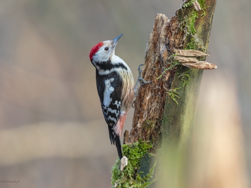 Dzięcioł średni (ang. Middle Spotted Woodpecker, łac. Dendrocopos medius) - 1604 - Fotografia Przyrodnicza - WlodekSmardz.pl