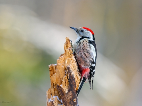 Dzięcioł średni (ang. Middle Spotted Woodpecker, łac. Dendrocopos medius) - 0680 - Fotografia Przyrodnicza - WlodekSmardz.pl