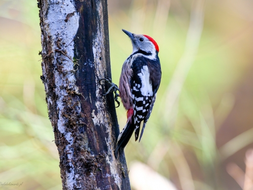 Dzięcioł średni (ang. Middle Spotted Woodpecker, łac. Dendrocopos medius) - 3876 - Fotografia Przyrodnicza - WlodekSmardz.pl