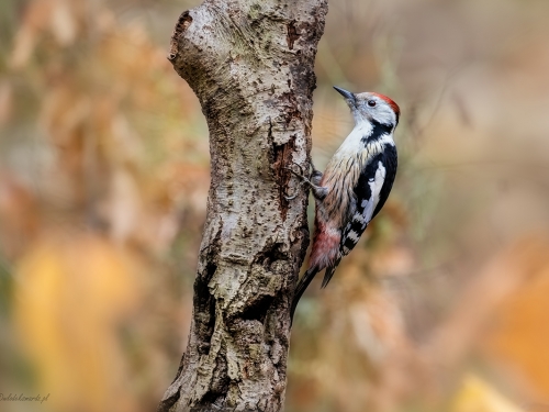 Dzięcioł średni (ang. Middle Spotted Woodpecker, łac. Dendrocopos medius) -2449 - Fotografia Przyrodnicza - WlodekSmardz.pl
