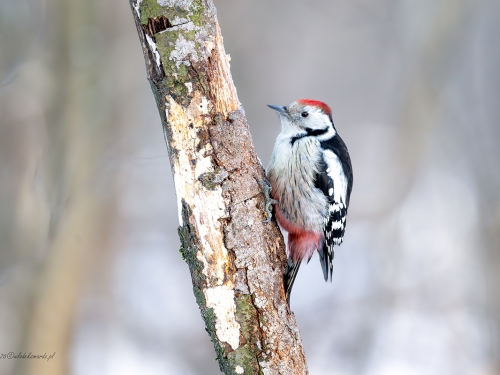 Dzięcioł średni (ang. Middle Spotted Woodpecker, łac. Dendrocopos medius) - 3022- Fotografia Przyrodnicza - WlodekSmardz.pl