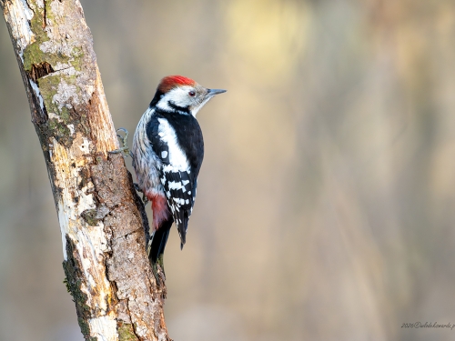 Dzięcioł średni- Fotografia Przyrodnicza - WlodekSmardz.pl