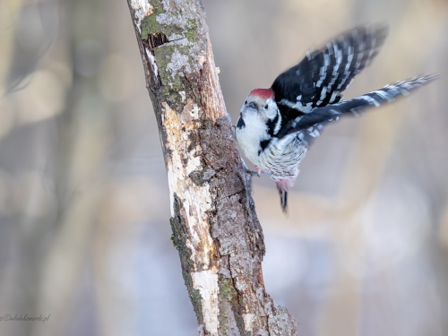 Dzięcioł średni (ang. Middle Spotted Woodpecker, łac. Dendrocopos medius) - 3293- Fotografia Przyrodnicza - WlodekSmardz.pl