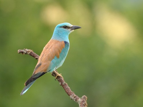 Kraska (ang. European Roller, łac. Coracias garrulus)- Fotografia Przyrodnicza - WlodekSmardz.pl