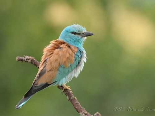 Kraska (ang. European Roller, łac. Coracias garrulus)- Fotografia Przyrodnicza - WlodekSmardz.pl