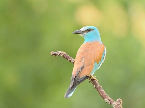 Kraska (ang. European Roller, łac. Coracias garrulus)- Fotografia Przyrodnicza - WlodekSmardz.pl