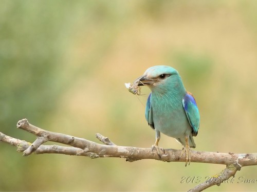 Kraska (ang. European Roller, łac. Coracias garrulus)- Fotografia Przyrodnicza - WlodekSmardz.pl