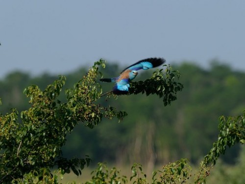 Kraska (ang. European Roller, łac. Coracias garrulus)- Fotografia Przyrodnicza - WlodekSmardz.pl