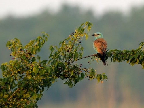 Kraska (ang. European Roller, łac. Coracias garrulus)- Fotografia Przyrodnicza - WlodekSmardz.pl