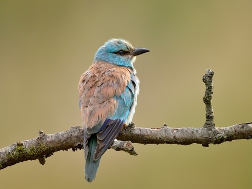 Kraska (ang. European Roller, łac. Coracias garrulus) - 1808- Fotografia Przyrodnicza - WlodekSmardz.pl