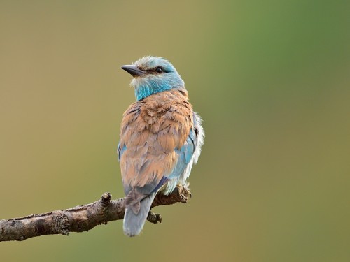 Kraska (ang. European Roller, łac. Coracias garrulus) - 1842- Fotografia Przyrodnicza - WlodekSmardz.pl