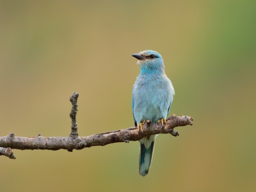 Kraska (ang. European Roller, łac. Coracias garrulus) - 1906- Fotografia Przyrodnicza - WlodekSmardz.pl