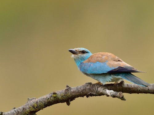 Kraska (ang. European Roller, łac. Coracias garrulus) - 1969- Fotografia Przyrodnicza - WlodekSmardz.pl