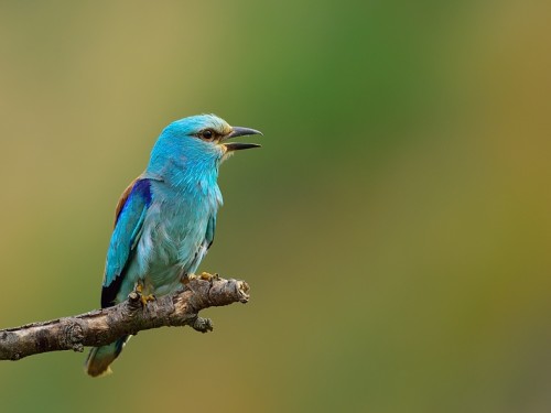 Kraska (ang. European Roller, łac. Coracias garrulus) - 7519- Fotografia Przyrodnicza - WlodekSmardz.pl