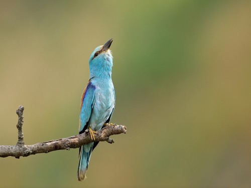 Kraska (ang. European Roller, łac. Coracias garrulus) - 2392- Fotografia Przyrodnicza - WlodekSmardz.pl