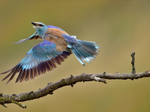 Kraska (ang. European Roller, łac. Coracias garrulus) - 1986- Fotografia Przyrodnicza - WlodekSmardz.pl