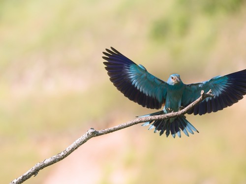 Kraska (ang. European Roller, łac. Coracias garrulus) - 3361- Fotografia Przyrodnicza - WlodekSmardz.pl