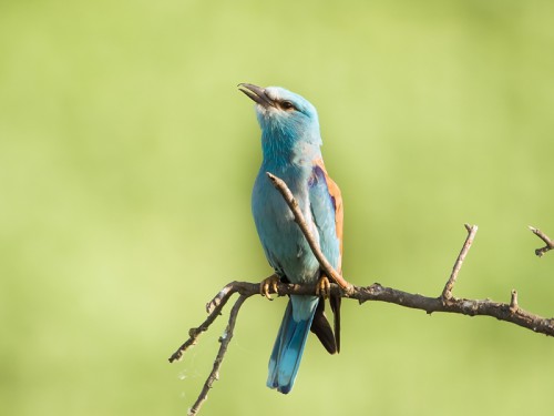 Kraska (ang. European Roller, łac. Coracias garrulus) - 8802- Fotografia Przyrodnicza - WlodekSmardz.pl