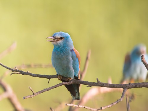 Kraska (ang. European Roller, łac. Coracias garrulus) - 8839- Fotografia Przyrodnicza - WlodekSmardz.pl