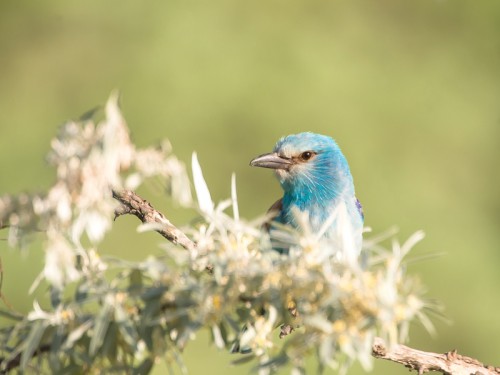 Kraska (ang. European Roller, łac. Coracias garrulus) - 9094- Fotografia Przyrodnicza - WlodekSmardz.pl