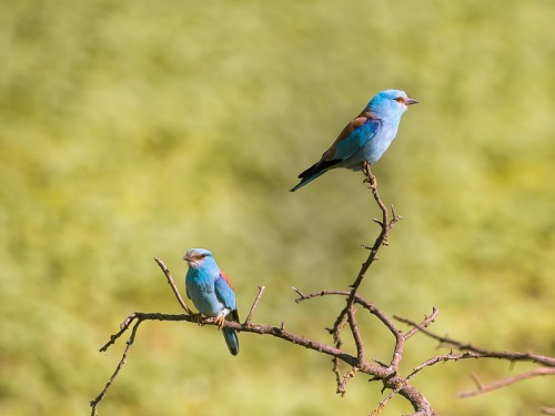 Kraska (ang. European Roller, łac. Coracias garrulus) - 9363- Fotografia Przyrodnicza - WlodekSmardz.pl