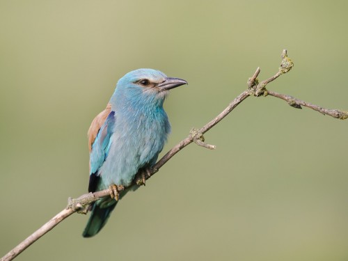 Kraska (ang. European Roller, łac. Coracias garrulus) - 2752- Fotografia Przyrodnicza - WlodekSmardz.pl