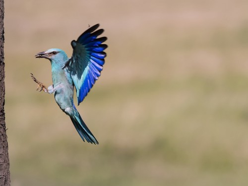 Kraska (ang. European Roller, łac. Coracias garrulus) - 3213- Fotografia Przyrodnicza - WlodekSmardz.pl