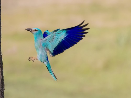 Kraska (ang. European Roller, łac. Coracias garrulus) - 3364- Fotografia Przyrodnicza - WlodekSmardz.pl