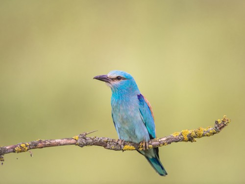 Kraska (ang. European Roller, łac. Coracias garrulus) - 3385- Fotografia Przyrodnicza - WlodekSmardz.pl