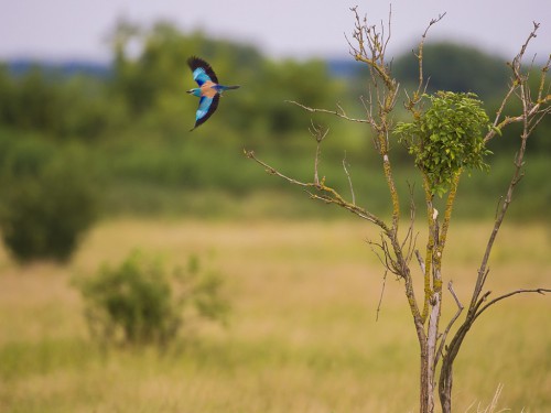 Kraska (ang. European Roller, łac. Coracias garrulus) - 3395- Fotografia Przyrodnicza - WlodekSmardz.pl