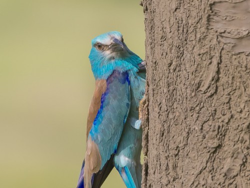 Kraska (ang. European Roller, łac. Coracias garrulus) - 2852- Fotografia Przyrodnicza - WlodekSmardz.pl