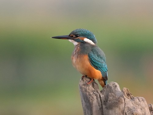 Zimorodek (ang. Kingfisher, łac. Alcedo atthis)- Fotografia Przyrodnicza - WlodekSmardz.pl