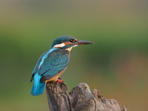 Zimorodek (ang. Kingfisher, łac. Alcedo atthis)- Fotografia Przyrodnicza - WlodekSmardz.pl