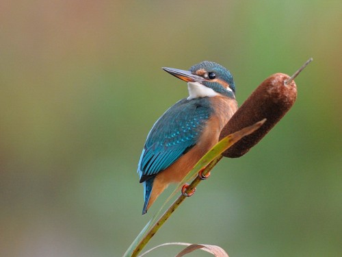 Zimorodek (ang. Kingfisher, łac. Alcedo atthis)- Fotografia Przyrodnicza - WlodekSmardz.pl