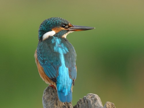 Zimorodek (ang. Kingfisher, łac. Alcedo atthis)- Fotografia Przyrodnicza - WlodekSmardz.pl