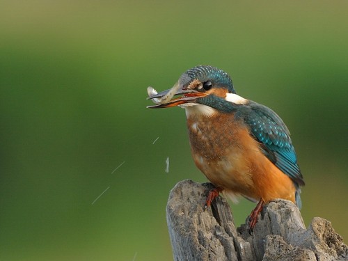 Zimorodek (ang. Kingfisher, łac. Alcedo atthis)- Fotografia Przyrodnicza - WlodekSmardz.pl