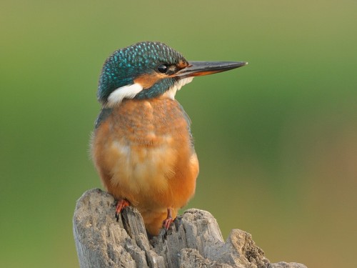 Zimorodek (ang. Kingfisher, łac. Alcedo atthis)- Fotografia Przyrodnicza - WlodekSmardz.pl