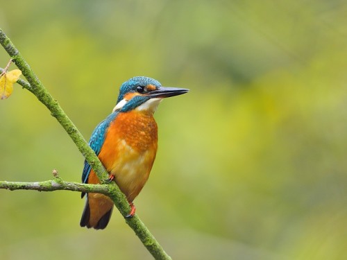 Zimorodek (ang. Kingfisher, łac. Alcedo atthis) - 2009- Fotografia Przyrodnicza - WlodekSmardz.pl