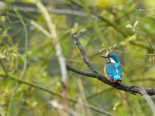 Zimorodek (ang. Kingfisher, łac. Alcedo atthis) - 1998- Fotografia Przyrodnicza - WlodekSmardz.pl