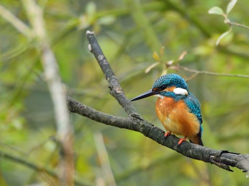 Zimorodek (ang. Kingfisher, łac. Alcedo atthis) - 2002- Fotografia Przyrodnicza - WlodekSmardz.pl