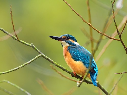 Zimorodek (ang. Kingfisher, łac. Alcedo atthis) - 2034- Fotografia Przyrodnicza - WlodekSmardz.pl