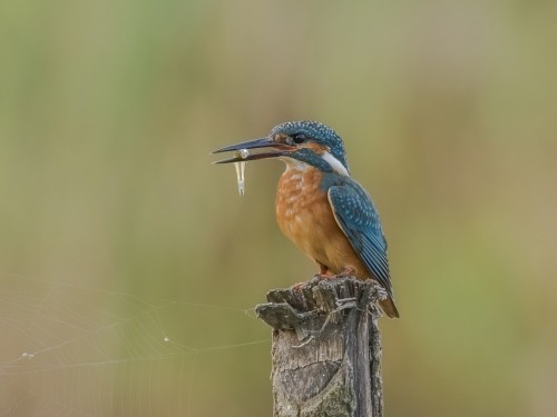 Zimorodek (ang. Kingfisher, łac. Alcedo atthis) - 5605- Fotografia Przyrodnicza - WlodekSmardz.pl