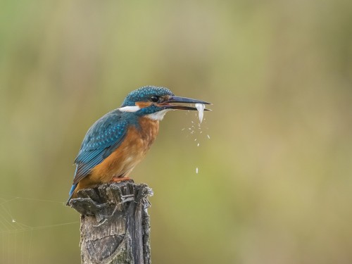 Zimorodek (ang. Kingfisher, łac. Alcedo atthis) - 5607- Fotografia Przyrodnicza - WlodekSmardz.pl